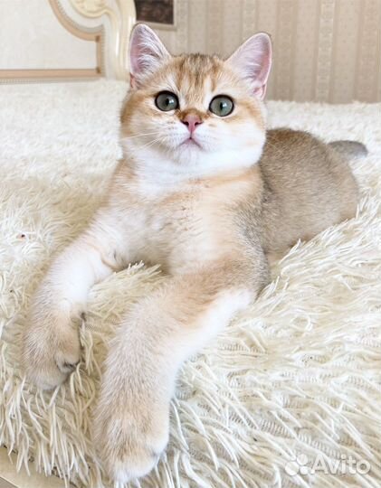 Золотая кошечка Nora ny11