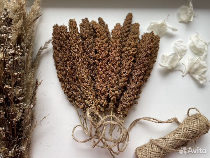 Крупная чумиза в колосках. Урожай 2022 года