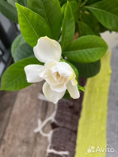 Отрежу черенки от гардения жасминовидной