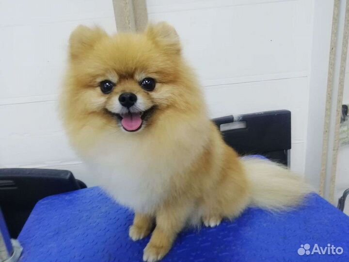 Стрижка собак в Темрюке