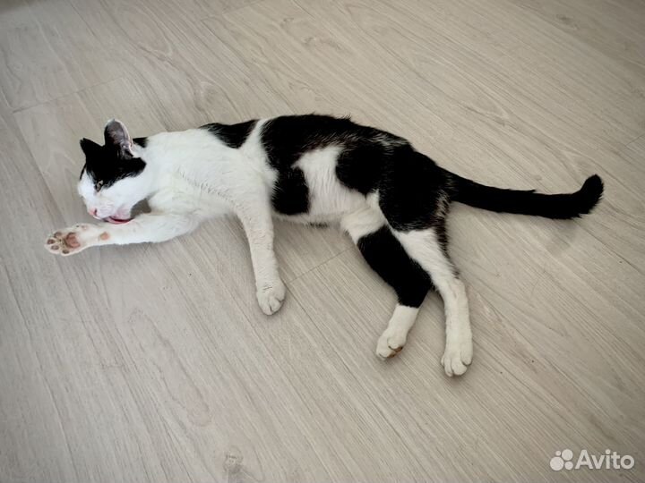 Очень ласковый кот