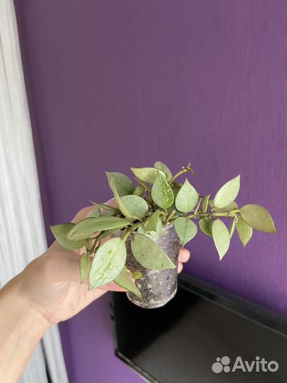 Хойя супер эскимо