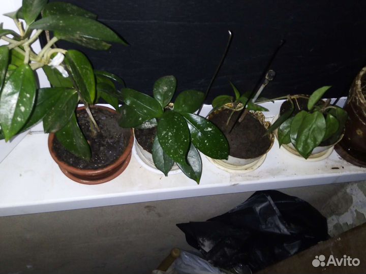 Хойя отростки