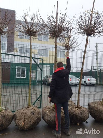 Клен Глобоссум купить