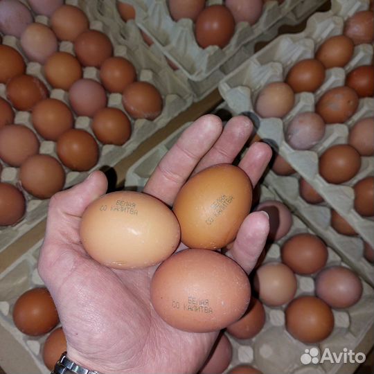Яйцо куриное