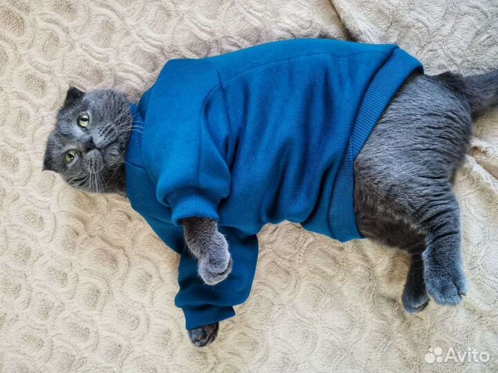 Пошив одежды для собак