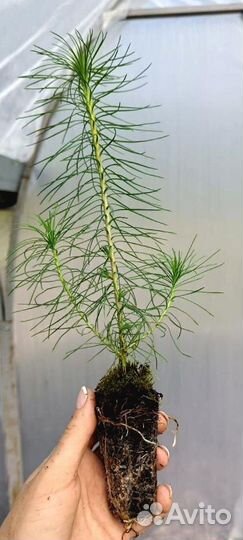 Ель Сибирская