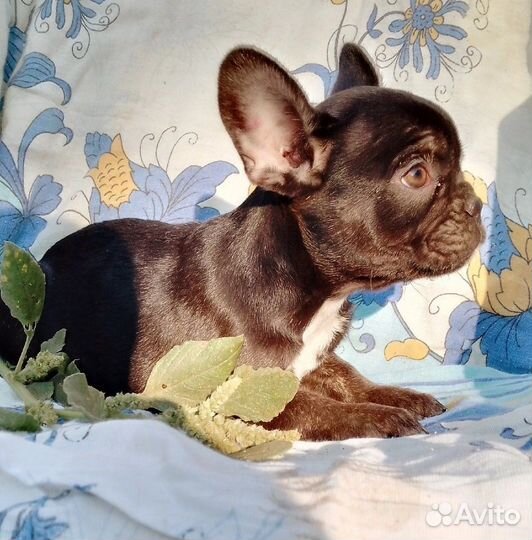 Французский мачо