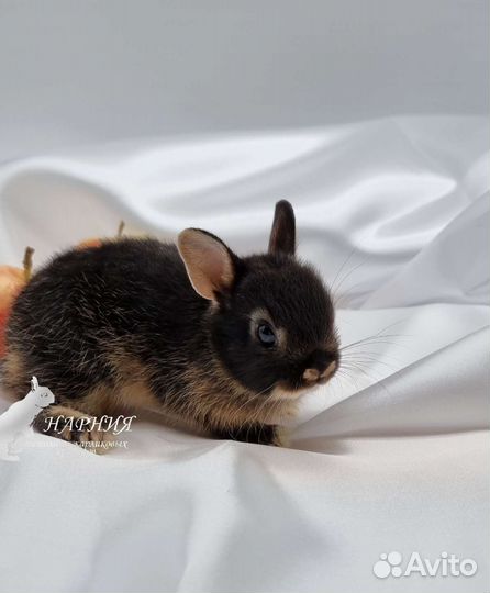 Карликовый кролик