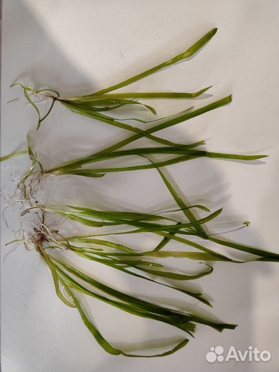 Креветки аквариумные, рыбки, растения