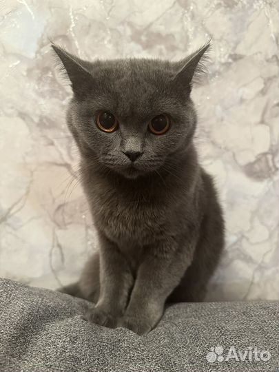 Шотландская прямоухая кошка