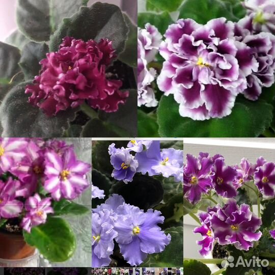 Фиалка детки набором