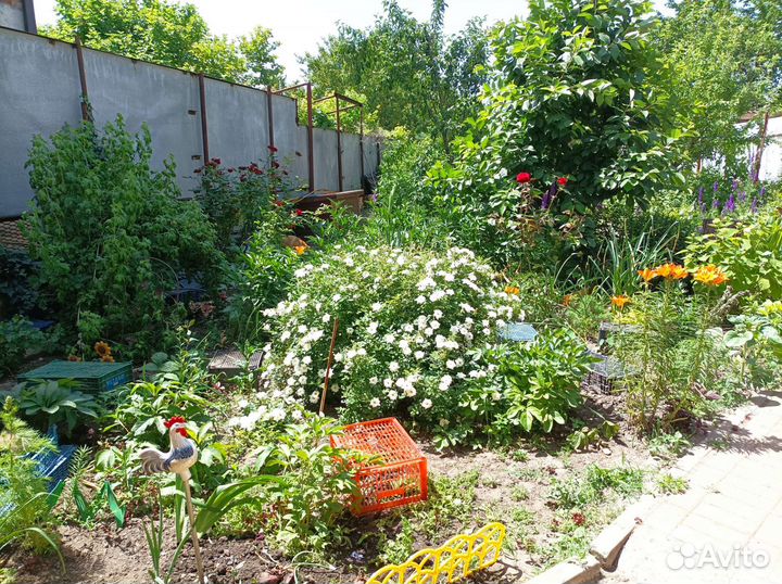 Гибискус сирийский фиолетовый