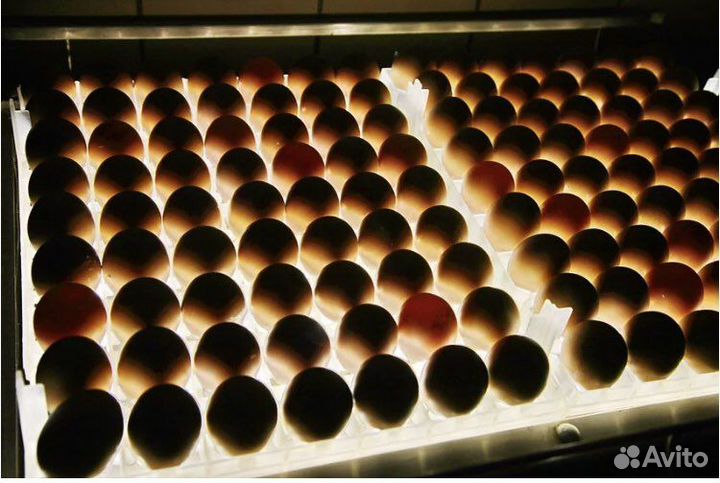Инкубационное яйцо бройлера