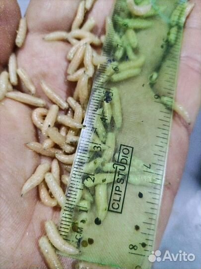 Опарыш опт и розница