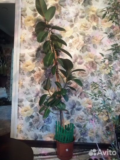 Комнатные растения