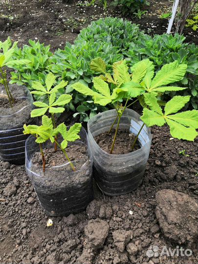 Саженцы каштана