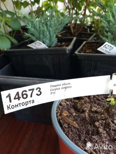 Ива Хакуро Нишики