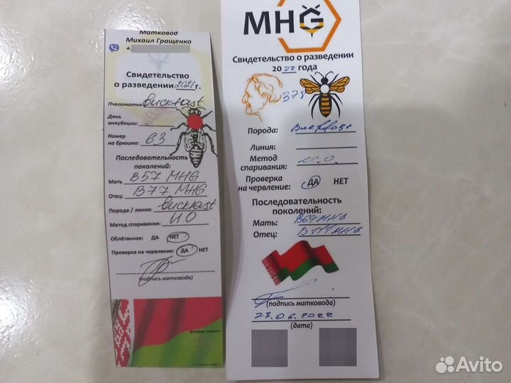 Пчеломатки пчелопакеты бакфаст