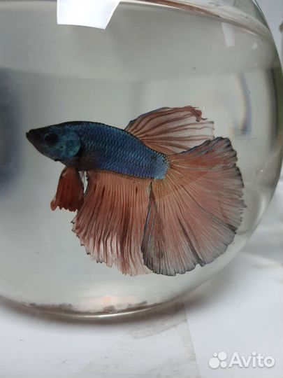 Рыбка петушок