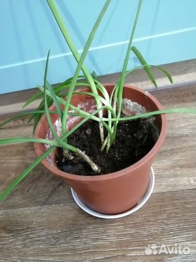 Гименокаллис луковицы