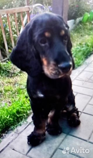 Кокер спаниель вязка