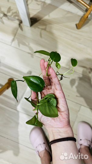 Филодендрон