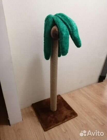 Когтеточка пальма