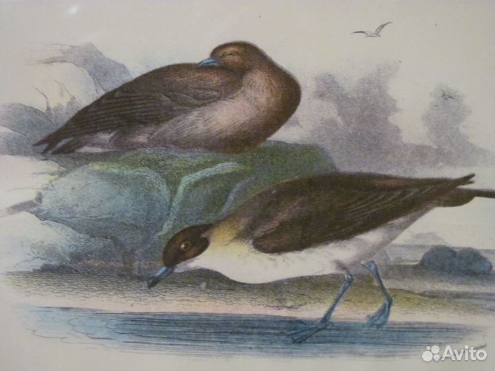 1896 Richardsons Skua Гравюра Оригинал