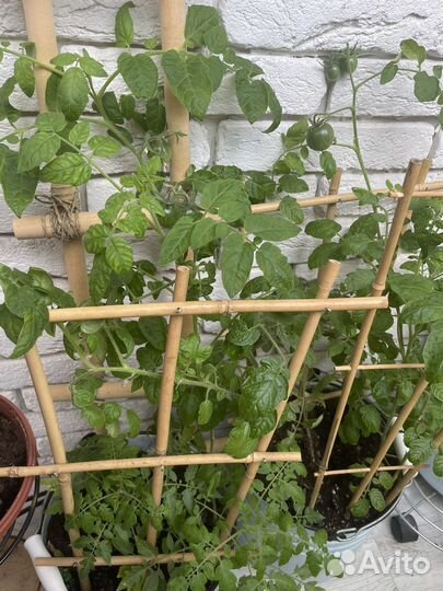 Рассада помидор для балкона или подоконника