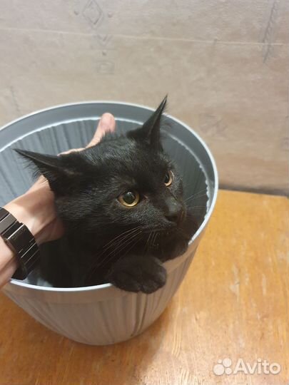 Праздничные коты