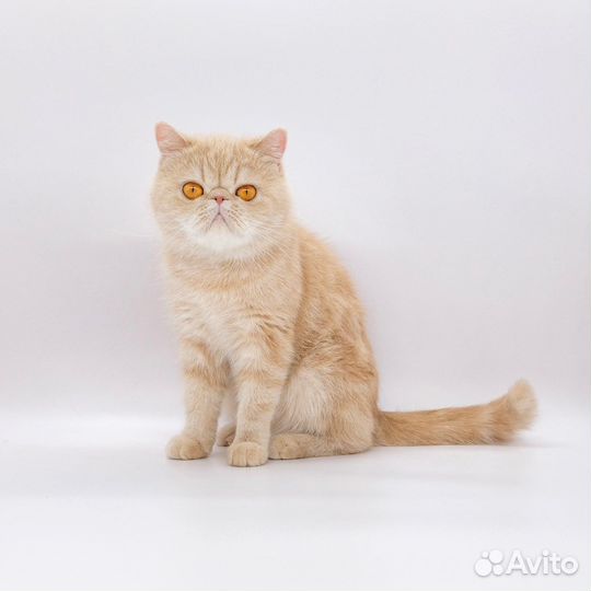 EXO Экзотическая кошка. Snoopy