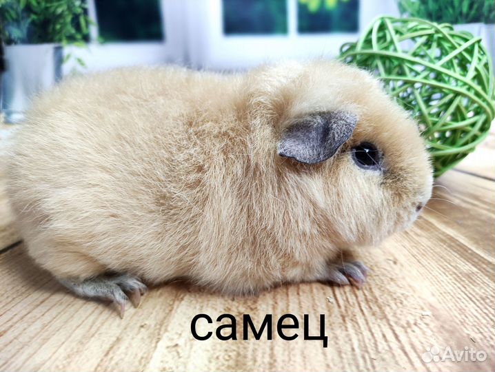 Морские свинки Американ.Тедди(мальчики)