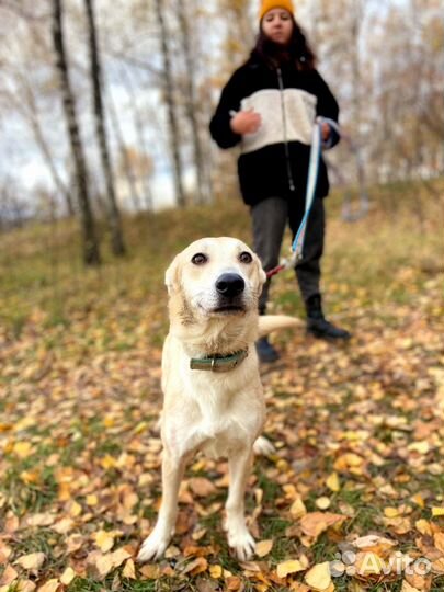 Спасите Айву из приюта