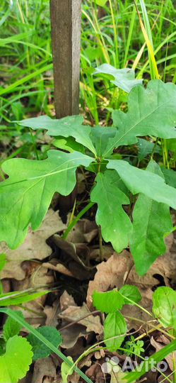 Саженцы дуба