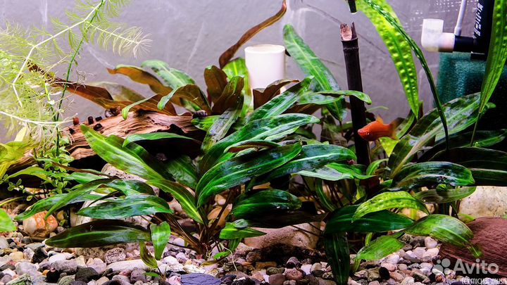 Растения 40видов,рыбки,корм, декор