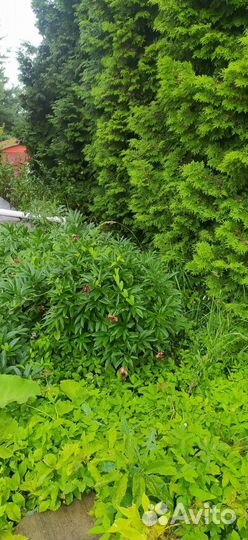 Растения для сада обмен