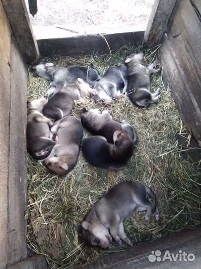 Щенки русской гончей