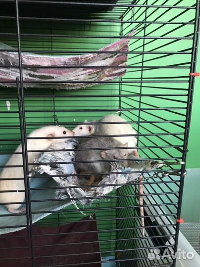 Крысы самки в добрые руки