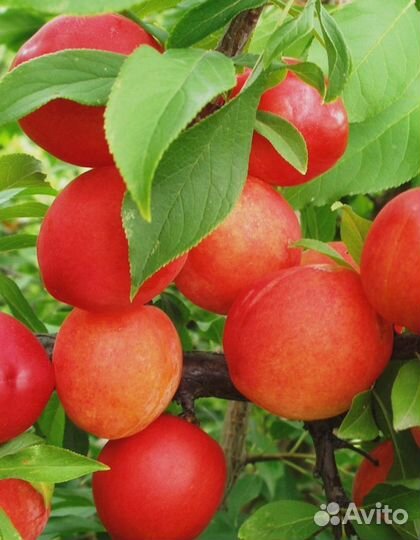 Саженцы плодовых деревьев