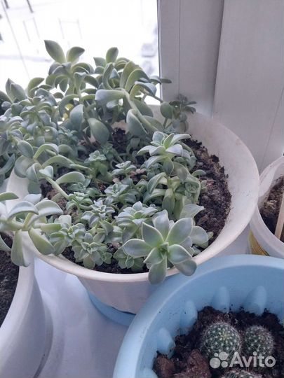 Толстянка.Женское Счастье, Алоэ, Каменная роза