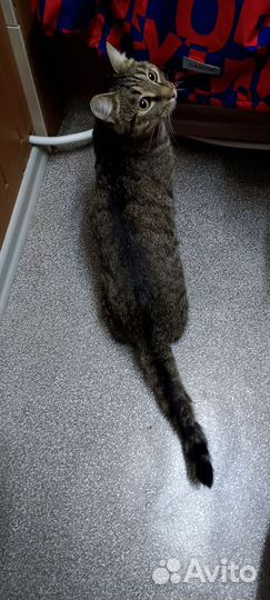 Найден кот кастрат