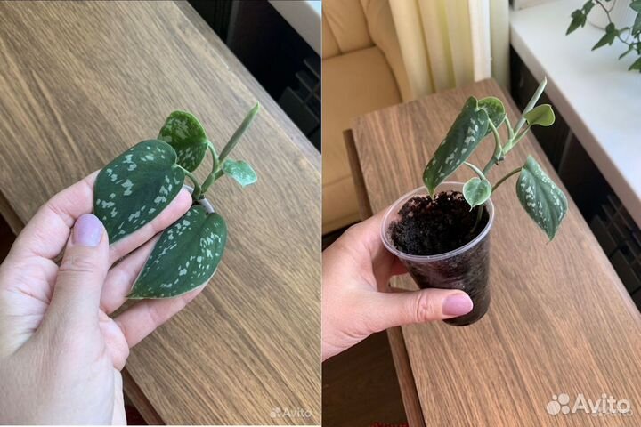 Маранта, хлорофитум, Голден, Пиктус, Марбл Квин