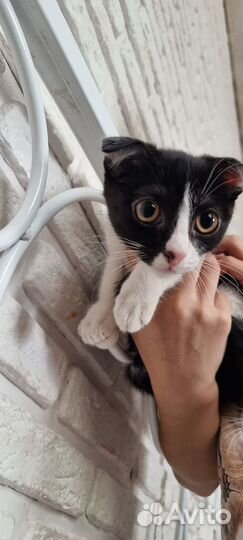 Кошка в дар бесплатно