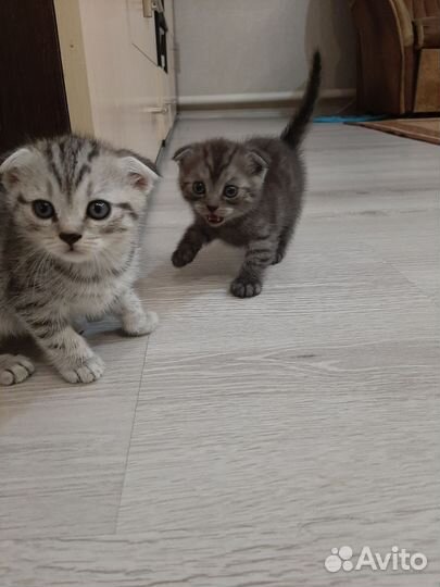 Шотландские вислоухие котята