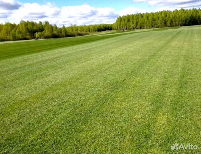 Рулонный газон