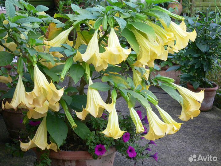 Бругмансия