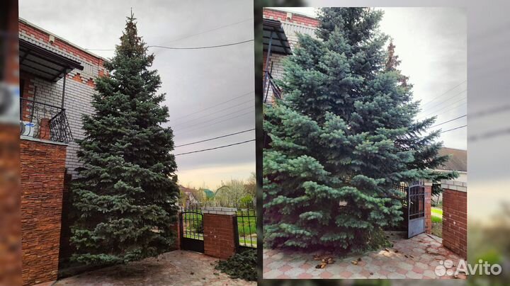 Формирование и стрижка туй, можжевельник, изгородь