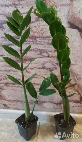 Замиокулькас долларовое дерево