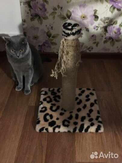 Продаётся когтеточка